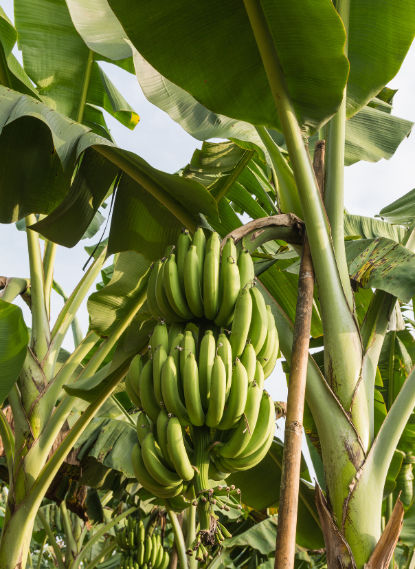 img-agricultura01