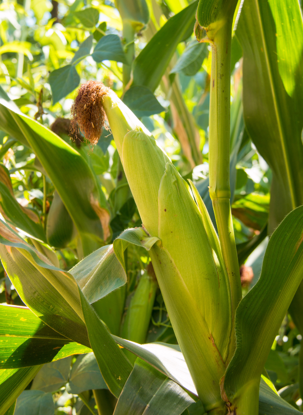 img-agricultura02