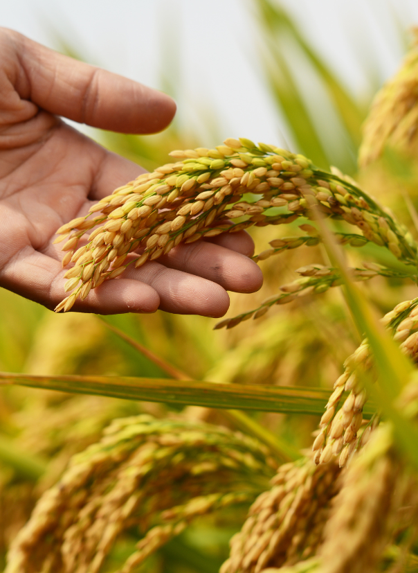 img-agricultura04