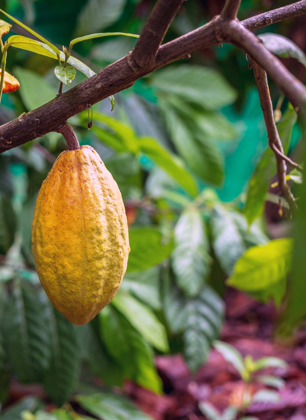 img-agricultura05